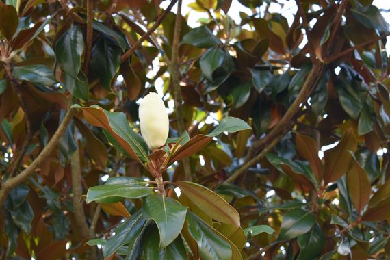 Solerantonio2 en Hamelin: Flora  (Avenida del Mediterráneo), Magnolia grandiflora, Planta