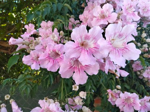 Solerantonio2 en Hamelin: Flora  (Santa Cruz de Marchena), Podranea ricasoliana, Planta