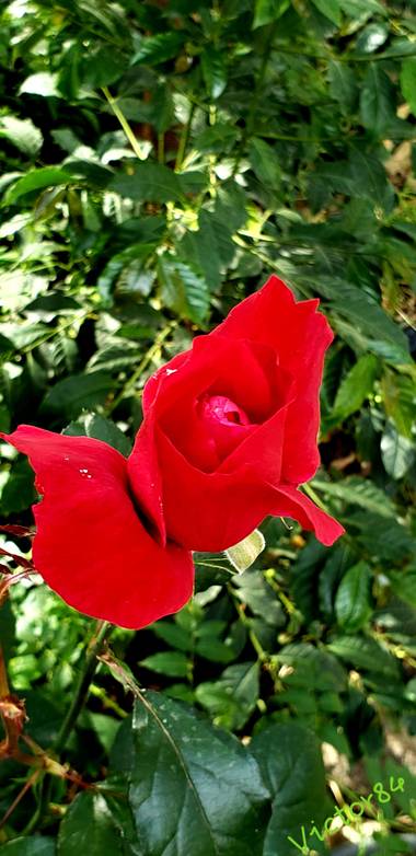 vjms23 en Hamelin: Flora  (Tasco), Rosa chinensis