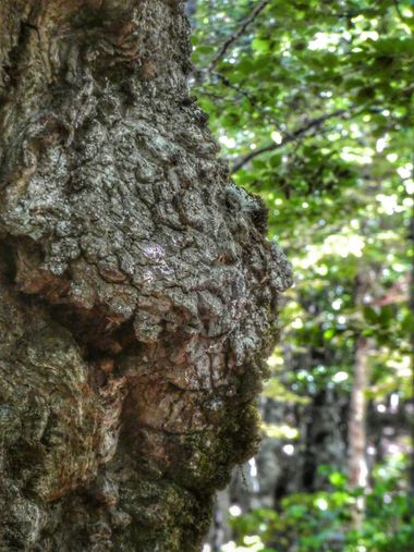 mariale en Hamelin: Flora, 📸 #marialemdza
Roble, corteza. 
#Naturaleza #BellezaNatural #corteza #Felicidad #Montaña #mountains #Roble  #landscapephotogra...