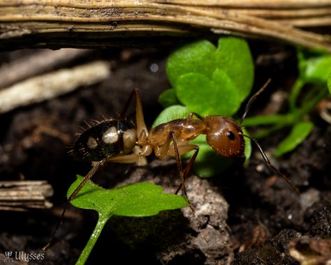 Ulises Dantes en Hamelin: Fauna  (Tafí Viejo), Hormiga del género camponotus