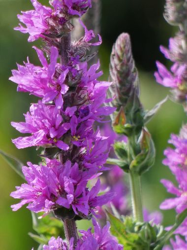 mariale en Hamelin: Flora  (Gijón), Lythrum salicaria, 📸 #marialemdza 
Senda del Cervigón, Gijón. 
#Flores #FloresSilvestres 
#CumpleHamelin #Asturias #no...
