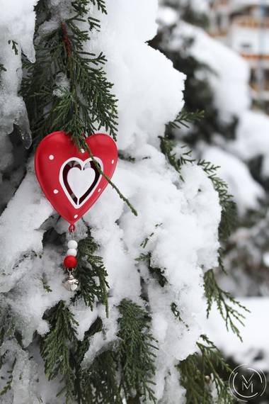 Conbyconv en Hamelin: Flora  (Fuenlabrada), #Invierno20 