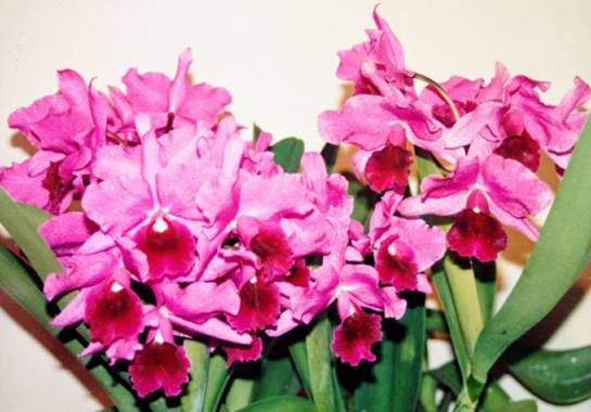 Elyminielli1967 en Hamelin: Flora  (Mataró), #Flora21