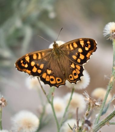 Beethovenzujo_86 en Hamelin: Fauna  (Murcia), Hidratándose en la mañana

#naturaleza_spain #naturalezamurcia #butterfly #mariposa #parargeaegeria #nature #...