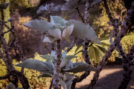 Cris Cabrera en Hamelin: Flora, Kalanchoe beharensis, #planta #plant #green #photooftheday #Andalucía #málaga #naturaleza #nature #biodiversidad #conserva...