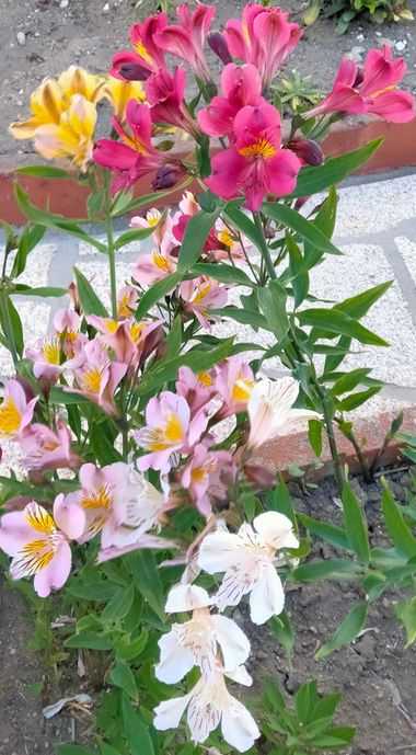 Solerantonio2 en Hamelin: Flora  (Níjar), Alstroemeria ligtu, Planta