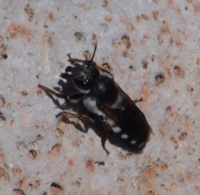 Solerantonio2 en Hamelin: Fauna  (Almería), Insecto