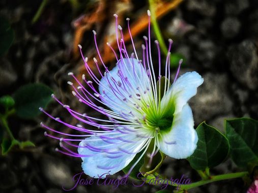 Joseangelmartinez1975 en Hamelin: Flora  (Sorbas), Capparis spinosa, Más conocída por alcaparra, es un arbusto semileñoso que no suele superar los 50cm de ...
