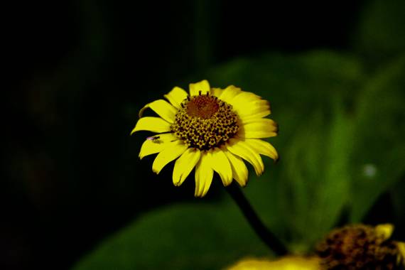 Franciss RNR  en Hamelin: Flora  (Pimampiro), #falsogirasol