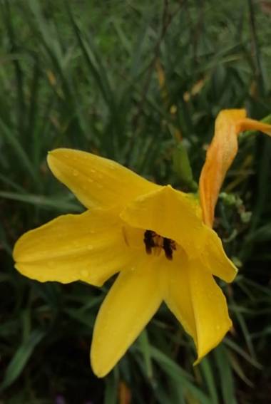Nancypulido284 en Hamelin: Flora, Hemerocallis lilioasphodelus, #flores#hermosas