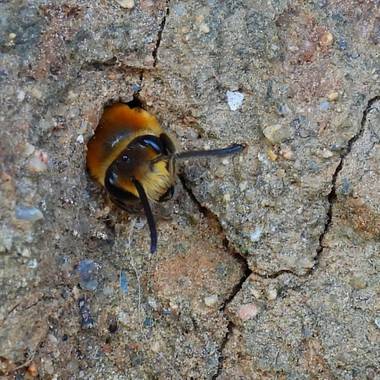 Georginaag en Hamelin: Fauna  (Castell-Platja d'Aro), #fauna #insectos #abeja 