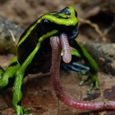 Oneida1328 en Hamelin: Fauna, Ameerega trivittata o rana de tres rayas.. Por lo general venenosa. Habitan en la cue ca del Amazonas. 