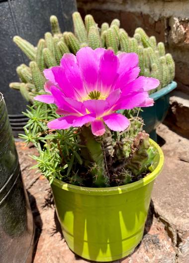 fernandezcarlos1973 en Hamelin: Flora  (Barrio Centro), Echinocereus pentalophus