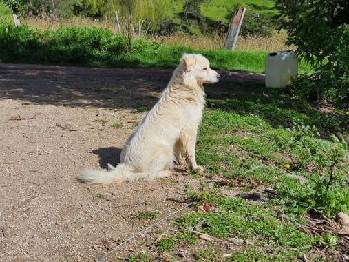 florezcesar92 en Hamelin: Fauna  (Cerinza), Perrito 