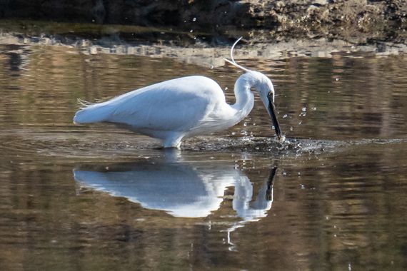 3pnoe6 en Hamelin: Fauna  (Les Masies de Voltregà), #garcetacomun#martinetblanc#ave#littleegret