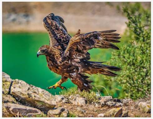 Manuropo39 en Hamelin: Fauna  (Ledesma), Aquila chrysaetos (Linnaeus, 1758)