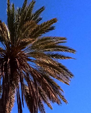 Navarroarevalomariateresa en Hamelin: Flora  (Viesca), Phoenix dactylifera, La palma fénix o palma canaria es una especie de palmera endémica de las islas ...
