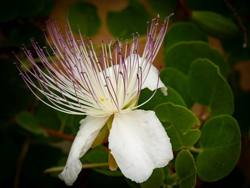 Joserequenadomene en Hamelin: Flora  (Badalona), Capparis spinosa, #apfb
