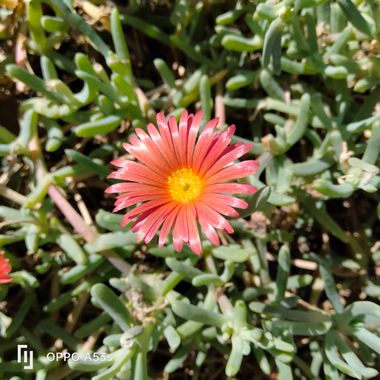 Solerantonio2 en Hamelin: Flora  (Almería), Malephora crocea, Planta