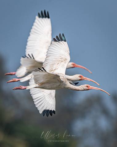 Ulisesleon en Hamelin: Fauna  (Tecolutla), Eudocimus albus (Linnaeus, 1758), Una gran cordinación en vuelo la de estos tres jóvenes (casi adultos) de Ibis ...
