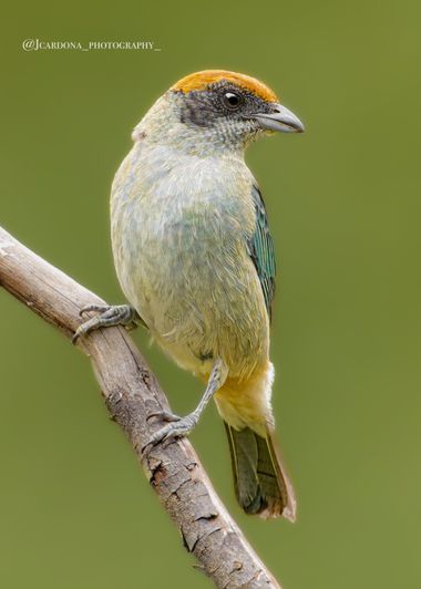 juanandrescardona01 en Hamelin: Fauna  (El Retiro), Stilpnia vitriolina (Cabanis, 1851), Tangara rastrojera 🧡🖤💚🤍 
#bird #birdingphotography #bird #aves...
