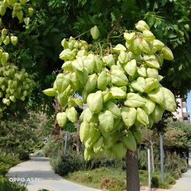 Solerantonio2 en Hamelin: Flora  (Almería), Koelreuteria paniculata