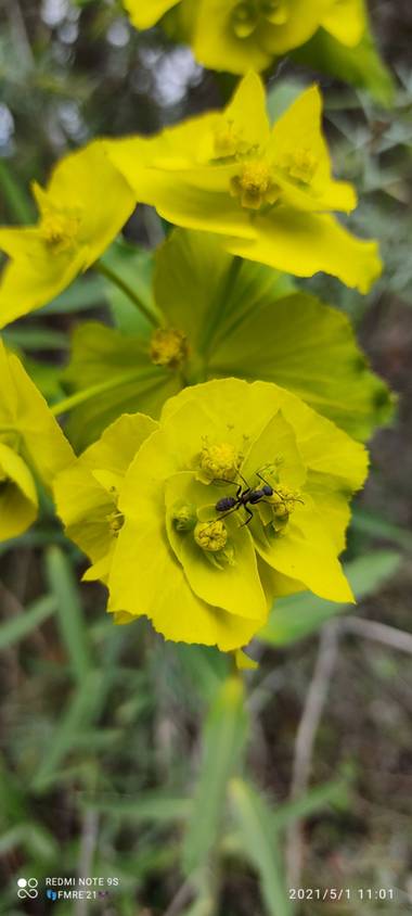 Paco  Requena en Hamelin: Flora  (Torrelaguna), Euphorbia serrata, Euphorbia okupada!!..#flora21