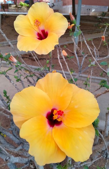 Solerantonio2 en Hamelin: Flora  (Calle Santa Bárbara), Planta