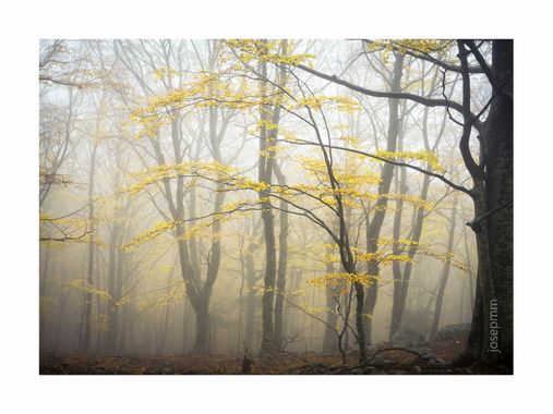 Josepmartinezmiro en Hamelin: Paisaje  (La Jonquera), #fageda #boscos #tardor #paissatge