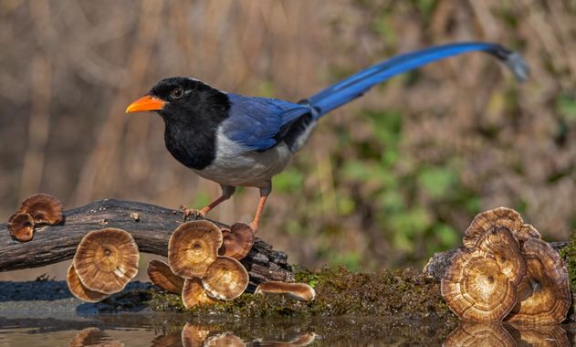 Ignicapillus en Hamelin: Fauna, Urocissa erythroryncha (Boddaert, 1783), Urocissa erythroryncha es una urraca asiática. En la India y Nepal solo habita la...