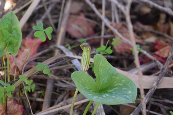 Elianne Morant en Hamelin: Flora, Arisarum vulgare