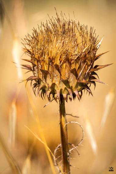 Acorazado3000 en Hamelin: Flora  (Córdoba), Onopordum illyricum, Cardo Borriquero.











#fotografiacarloscalvo #cardo #cardoborriquero #planta #flor ...