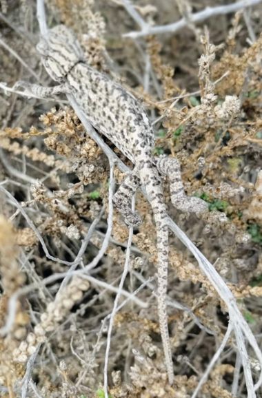 Solerantonio2 en Hamelin: Fauna  (Cabo de Gata), Camaleón comun