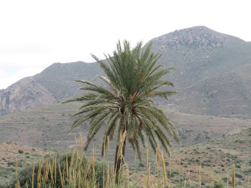 Solerantonio2 en Hamelin: Paisaje  (Níjar), Coinsidencias visuales