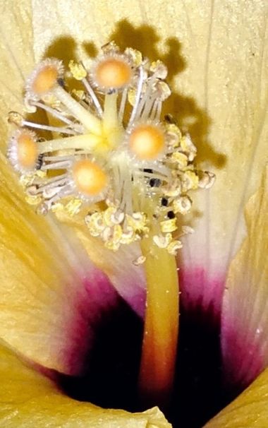 Solerantonio2 en Hamelin: Flora  (Almería), Pistilo de hibiscus