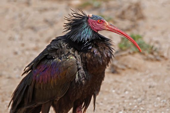Ignicapillus en Hamelin: Fauna  (Lfid الفيض), Geronticus eremita (Linnaeus, 1758), Ibis eremita

Llegó un día, a finales del siglo pasado, en que de esta e...
