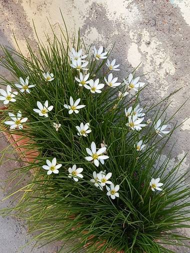 olgabijoux.ot en Hamelin: Flora  (Luján de Cuyo), Zephyranthes candida
