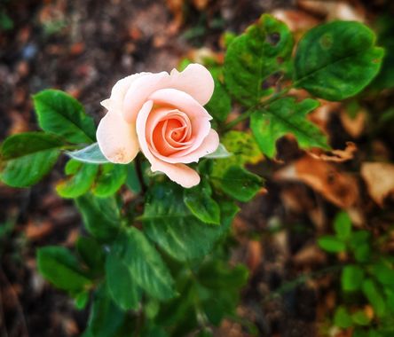 Naomi en Hamelin: Flora  (Barberà del Vallès), #flores#CumpleHamelin
