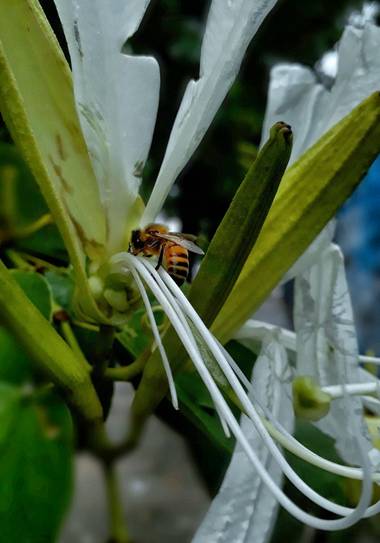 Cr93734 en Hamelin: Fauna  (Ciudad de Buenos Aires), Apis es un género de himenópteros ápidos que incluye las abejas productoras de miel o abejas melíferas...
