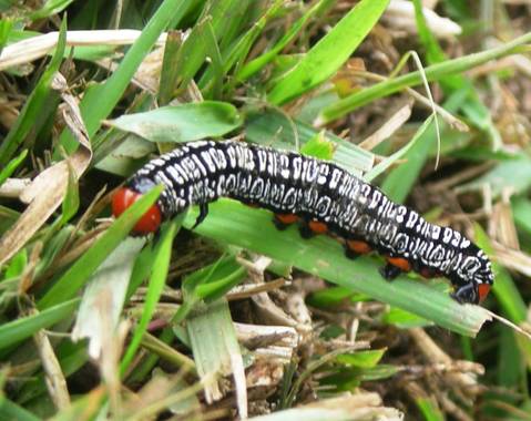 KDias en Hamelin: Fauna, #macrofoto20dehamelin 
