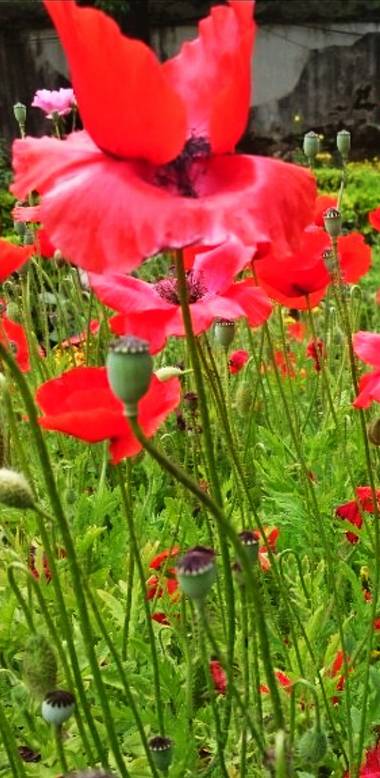 Mcjarama en Hamelin: Flora  (Córdoba), Papaver rhoeas, Amapolas# campo# primavera#rojo
