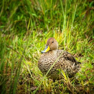 timoteo963 en Hamelin: Fauna  (Pasto), #aves 