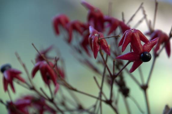 Naturalmente en Hamelin: Flora  (Fanzara), #flora21 #primavera #flor 