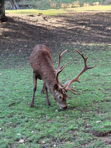 maygs629 en Hamelin: Fauna  (Hornos), Cervus elaphus Linnaeus, 1758, #ciervo