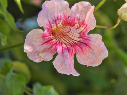 Estelanf1994 en Hamelin: Flora  (Sevilla), #hamelin2020 #hamelin20 #hamelin #flor #flores #paisajes #paisaje #naturaleza 