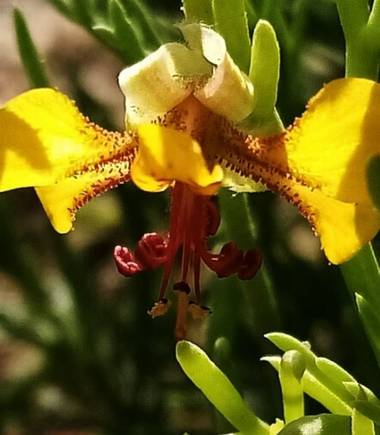 Navarroarevalomariateresa en Hamelin: Flora  (Viesca), Flor silvestre..es tan pequeña que pasa por desapercibida..pero al bajar la mirada enamora!