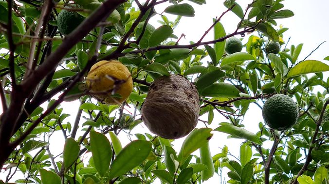 jucruca77 en Hamelin: Fauna  (Santa Cruz de la Sierra), Tapa (colmena) de abeja señorita (Tetragonisca angustula) en árbol de limón sidra (citrus medica) e...