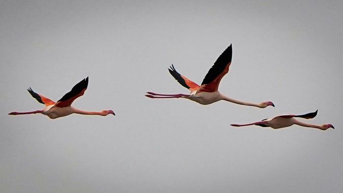 Kikojimenez1977 en Hamelin: Fauna, Phoenicopterus roseus Linnaeus, 1758, #flamencos 