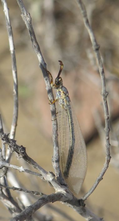 Solerantonio2 en Hamelin: Fauna  (Níjar), Insecto